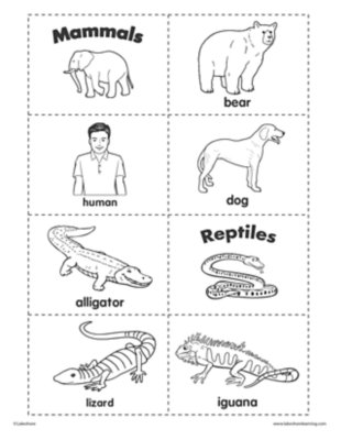 Classifying Animals