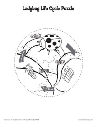Ladybug Life Cycle Puzzle