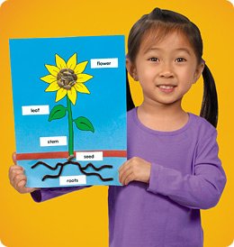 Parts of a Sunflower
