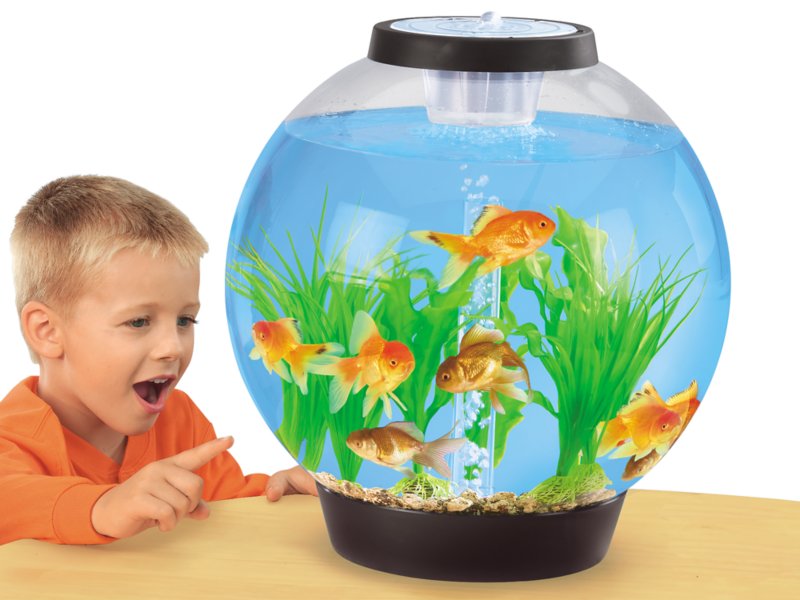 Easy-View Classroom Aquarium