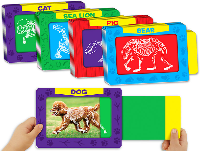 Pull & Reveal Animal Skeleton Cards at Lakeshore Learning