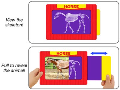 Pull &amp; Reveal Animal Skeleton Cards at Lakeshore Learning