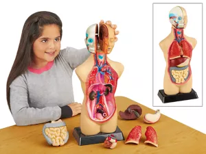 Take-Apart Human Body Model
