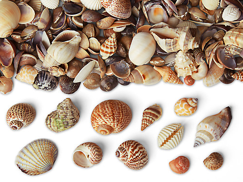 Seashells at Lakeshore Learning