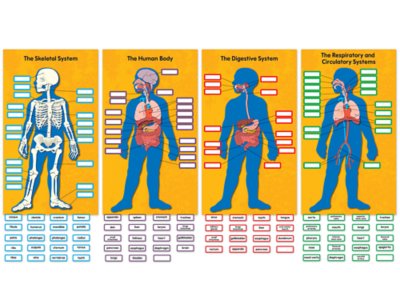 Human Body Bulletin Board Set at Lakeshore Learning🐗 Aproveite o ...