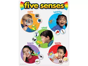 Five Senses Photo Reference Poster