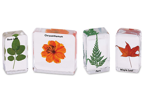 8 Flower Collection Box Set in 8 clear block Education Plant Specimen Kit 