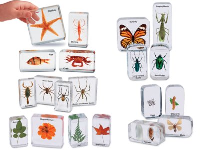 6 Kinds Beneficial Insects Science Classroom Specimens for Science Education 