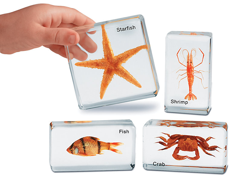 Contains 6 Different Sea Animals Real Marine Animal Fossils Collection Biology Specimens Science Kit Ornament